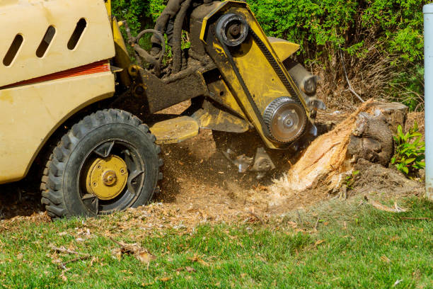 Best Fruit Tree Pruning  in South Barre, VT